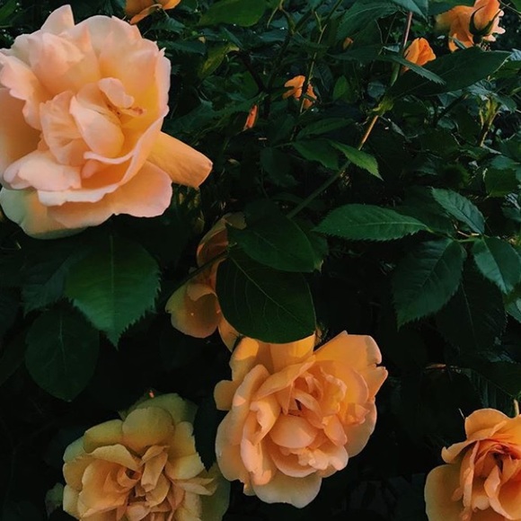 Meet your Posher, Jocelyn - Picture 1 of 1